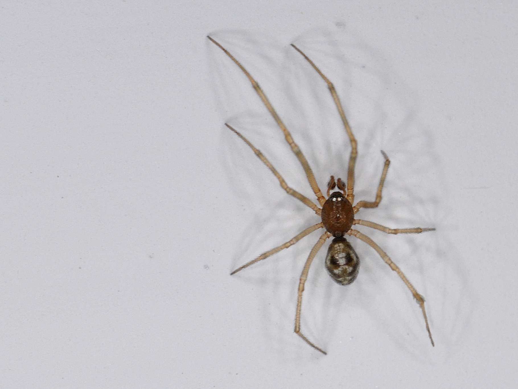 Steatoda triangulosa